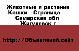 Животные и растения Кошки - Страница 3 . Самарская обл.,Жигулевск г.